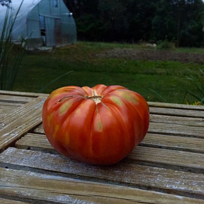 1 tomato-puddingstone-bitte