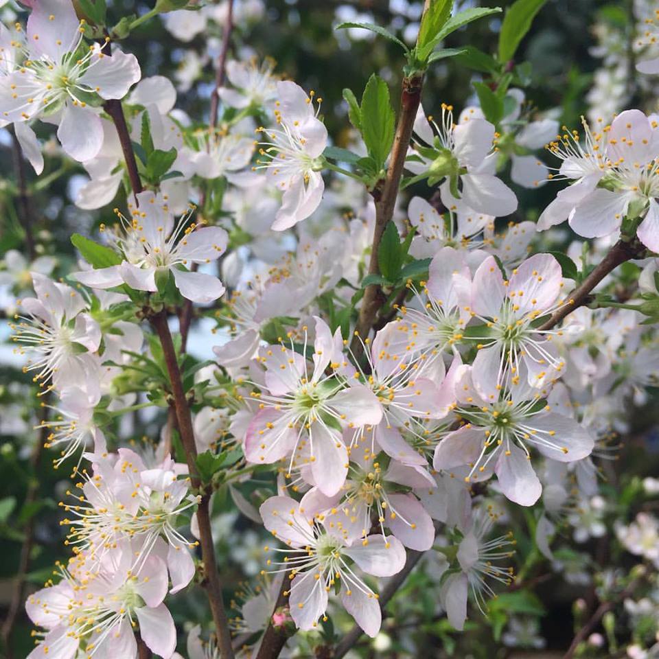 CHERRY-BLOSSOM-LITTLEBITTE.jpg