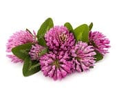 little-bitte-clover.jpg